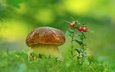 природа, гриб, мох, ягоды, белый гриб, aleksandr hvozd