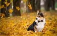 листья, осень, собака, вельш-корги, корги, пемброк
