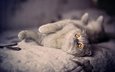 кот, кошка, взгляд, котенок, кровать, лежа, британская короткошерстная, оранжевые глаза
