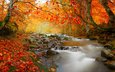 деревья, природа, камни, лес, листья, ручей, осень, поток, румыния