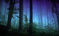 деревья, природа, лес, туман, стволы, темнота