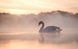 озеро, утро, туман, птица, лебедь