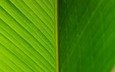 текстура, цвет, лист, прожилки, зеленый лист