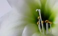 цветок, лепестки, тычинки, лилия, пыльца, close up, крупным планом