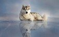 отражение, лёд, собака, лежит, хаски