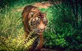 тигр, морда, растения, взгляд, хищник, большая кошка, дикая кошка