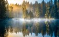 деревья, озеро, лес, отражение, утро, туман, рассвет, осень, финляндия