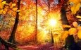 деревья, солнце, природа, листья, лучи, осень, коряга