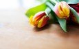 цветы, весна, тюльпаны, деревянная поверхность