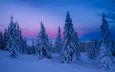 небо, деревья, снег, природа, зима, елки
