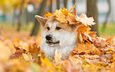мордочка, взгляд, осень, собака, лист, животное, акита