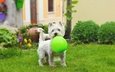 трава, мордочка, взгляд, собака, щенок, шар, вест-хайленд-уайт-терьер, воздушный шарик