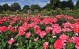 цветы, деревья, парк, лондон, розы, сад, англия, regents park queens