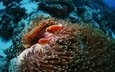 рыбы, подводный мир, рыба-клоун, коралловый риф, актиния, pink anemonefish