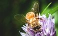 макро, насекомое, цветок, пчела, опыление