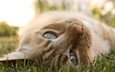глаза, трава, фон, кот, усы, кошка, взгляд, глаза трава фон кот усы кошка взгляд
