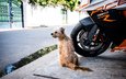 город, собака, улица, мотоцикл, пес