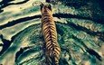 тигр, вода, хищник, большая кошка