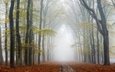 дорога, деревья, природа, лес, парк, туман, осень
