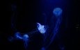 медузы, подводный мир, сплетение, щупальцы