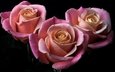 цветы, бутоны, розы, лепестки, черный фон, розовые