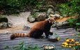 еда, панда, хвост, красная панда, зоопарк