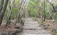 деревья, камни, лестница, ступеньки, южная корея, остров чеджудо