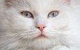мордочка, кошка, взгляд, голубые глаза, белая, пушистая
