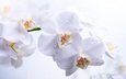 цветы, капли, лепестки, белый фон, белые, крупный план, орхидеи