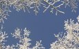 небо, снег, дерево, зима, ветки