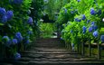 цветы, природа, лестница, кусты, япония, растение, гортензия