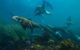 животные, океан, тюлень, подводный мир