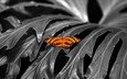 листья, насекомое, бабочка, крылья, растение
