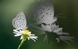 насекомое, отражение, цветок, бабочка, крылья, ромашка