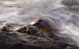 вода, море, черепаха, рептилия, морская черепаха, пресмыкающиеся