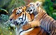 тигр, животные, тигренок, дикие кошки, тигры