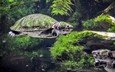 черепаха, подводный мир, черепахи, пресмыкающиеся