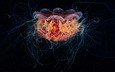 медуза, щупальца, подводный мир, александр семёнов, волосистая цианея