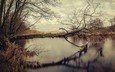 озеро, дерево, отражение, осень, воде