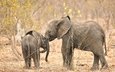 природа, африка, слоны, хобот