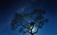 ночь, дерево, звезды, гнездо