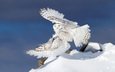 сова, снег, зима, крылья, полярная сова, белая сова