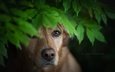 листья, мордочка, взгляд, собака