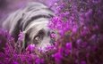 грусть, взгляд, собака, лабрадор, ретривер, лежа, фиолетовые цветы