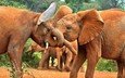 природа, африка, слоны, стадо, хобот, слонята, слоняа