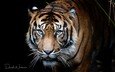 тигр, глаза, морда, фон, усы, кошка, взгляд, хищник, черный фон