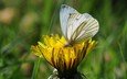 трава, насекомое, цветок, бабочка, крылья, одуванчик
