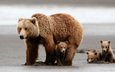 медведи, медвежонок, медведица, медвежата, grizzly bear
