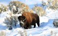 снег, природа, зима, животные, дикая природа, бизон, овцебык
