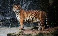 тигр, природа, большая кошка, животное, дикая природа, зоопарк